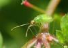 Dicyphus sp.